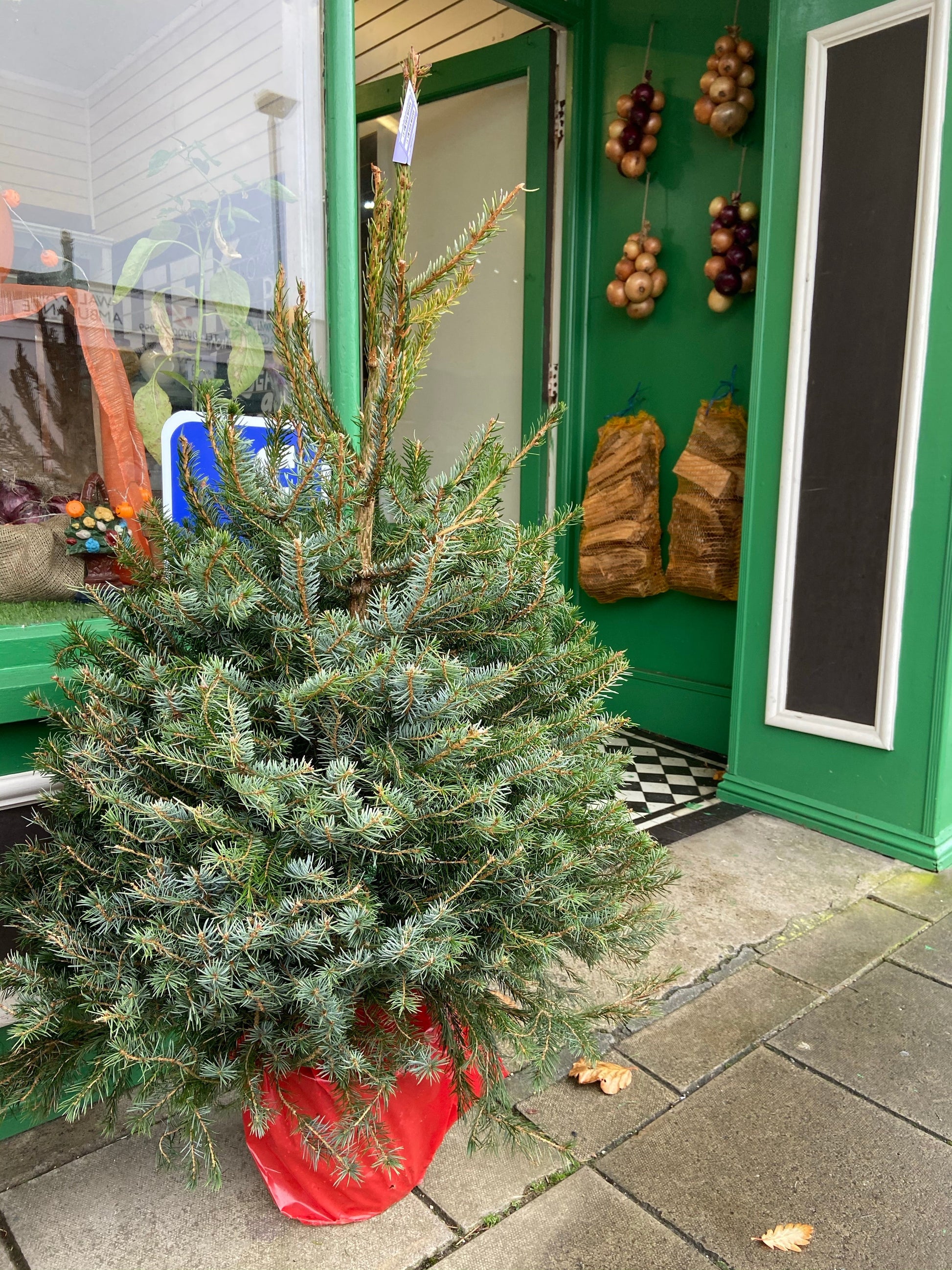 Christmas Trees available in Tywyn Meirionnydd